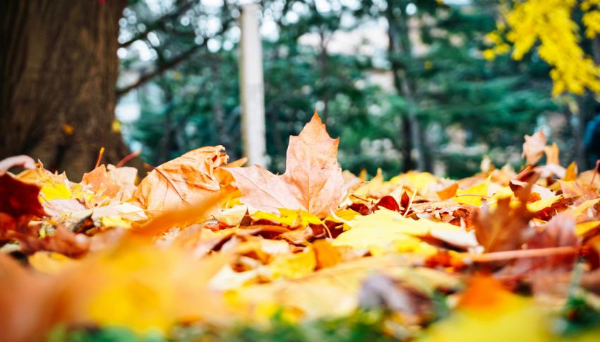 Foliage, il posto più bello in autunno in Italia: non è in Trentino. Dove ammirare questo spettacolo della natura