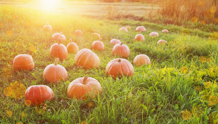 Attenzione alle zucche di Halloween: un gesto comune che rischia di nuocere agli animali