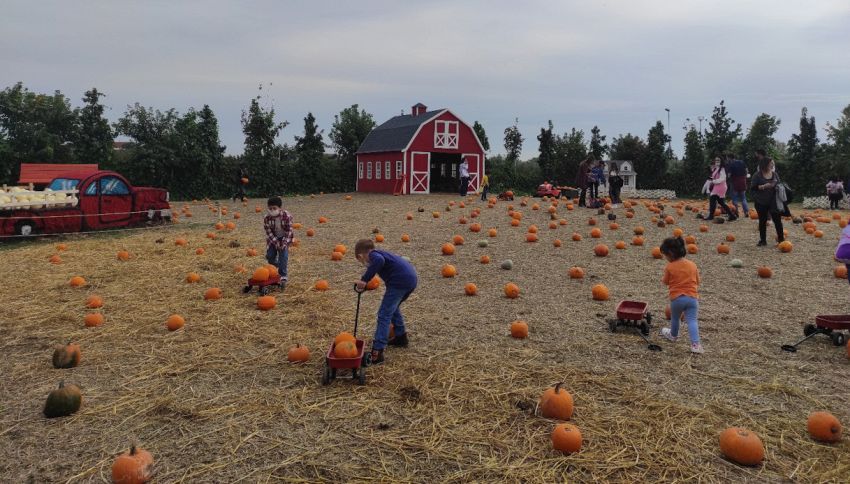 Campo di zucche per Halloween: dove si trova il più grande d'Italia. I 10 campi più belli da vedere