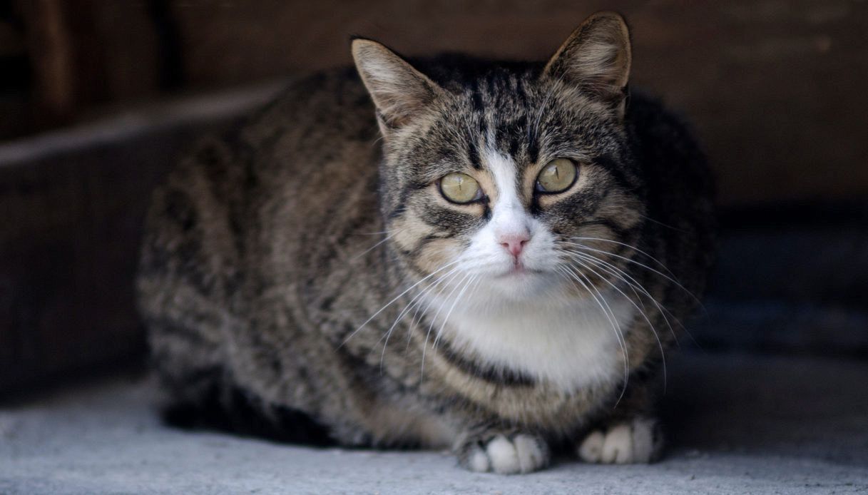 In questa regione italiana potrai essere sepolto con il tuo animale: la novit&agrave; che sta emozionando tutti