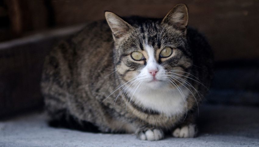 In questa regione italiana potrai essere sepolto con il tuo animale: la novit&agrave; che sta emozionando tutti