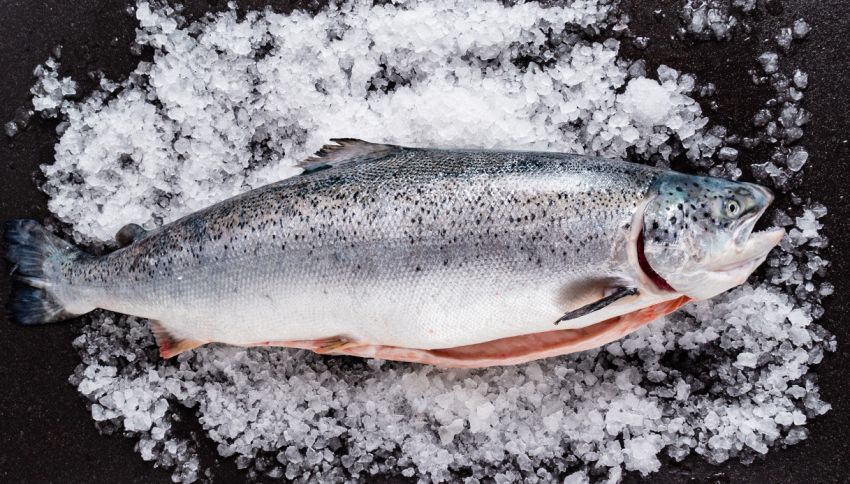 La minaccia dei salmoni zombie: cosa sta succedendo