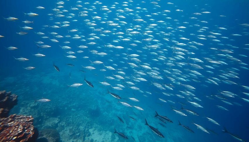 Nuovo virus dai pesci, rischio per gli occhi: attenzione con l'arrivo dell'estate