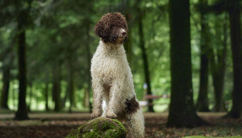 Questa è la razza canina italiana più ricercata sul web: il motivo è legato a Re Carlo