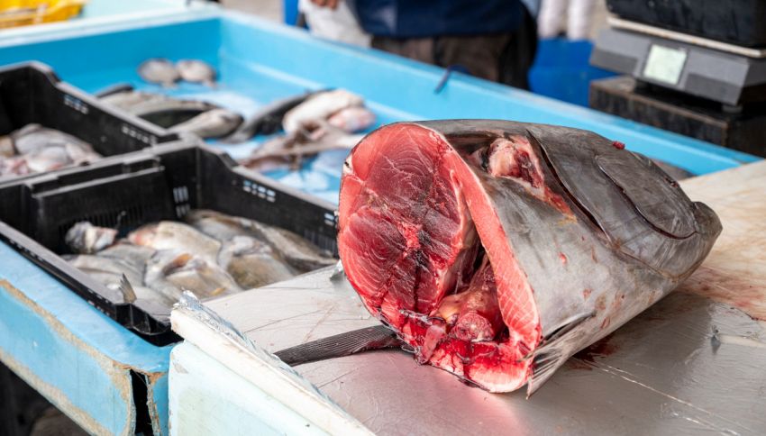 Sai che potresti aver mangiato carne di squalo senza saperlo? Attenti a quale pesce acquistate al supermercato