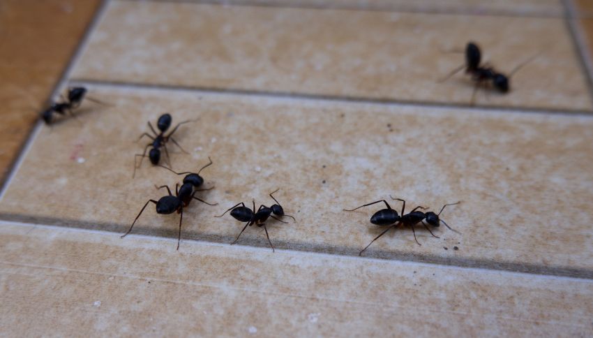 Se noti queste palline bianche in casa, potresti avere un'infestazione in poco tempo