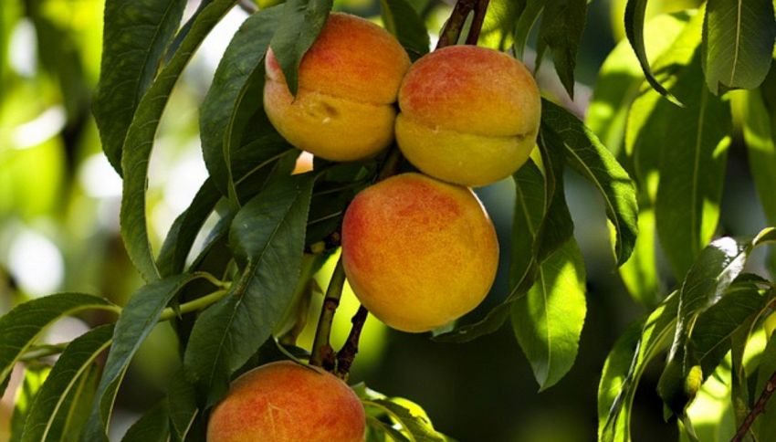 5 tipi di frutta e verdura che contengono livelli preoccupanti di pesticidi tossici