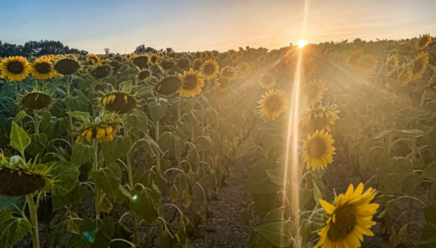 21 Giugno, non è solo il giorno piú lungo: 6 cose da sapere sul solstizio d'estate