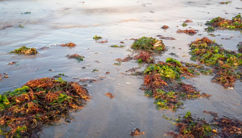 Torna l'alga tossica in Italia: ecco le spiagge più a rischio