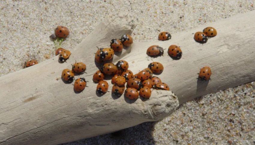 Invasione di coccinelle, altro che portafortuna: infestano la spiaggia e si attaccano alle persone. Dove è accaduto