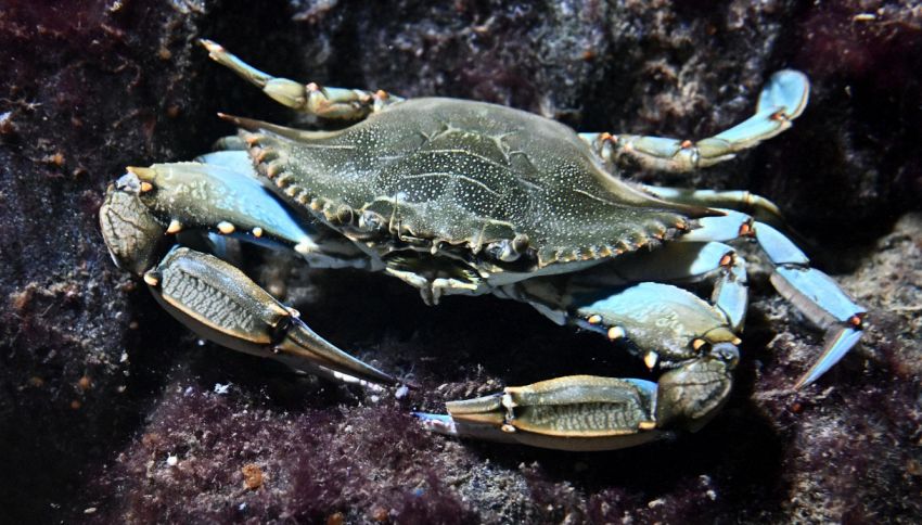 Cambiamenti climatici in Puglia, cresce preoccupazione per le specie aliene: allarme Coldiretti