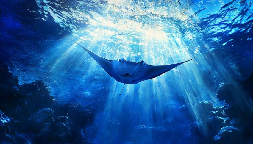 Invasione di mobule in Sardegna: i 'diavoli di mare' giganti si avvicinano alle coste