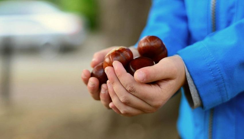 Estate di San Martino: la leggenda popolare che diventa realtà (e non è una buona notizia)