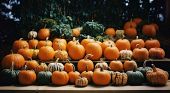 Non solo per Halloween: la zucca è il superfood autunnale più potente di tutti