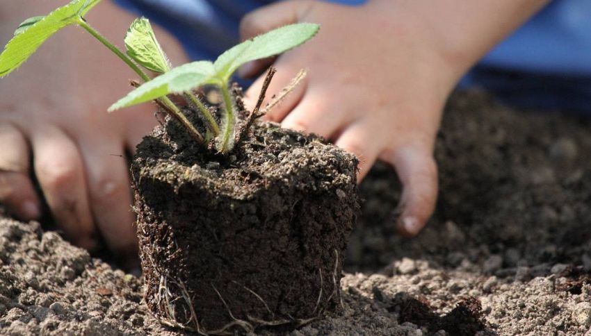 Il primo cibo "da Marte" &egrave; realt&agrave;: cos&igrave; stiamo imparando a coltivare nello Spazio