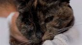 La gatta pi&ugrave; anziana del mondo compie 30 anni: la storia e il segreto della longevit&agrave; di Flossie