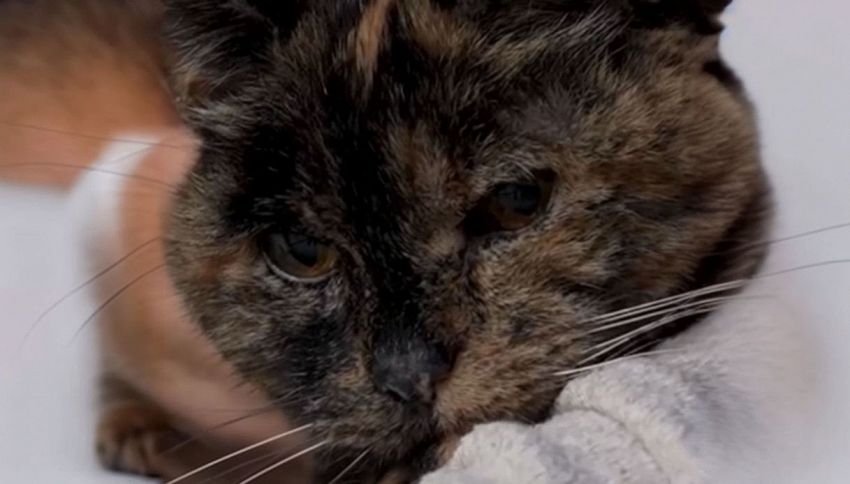 La gatta pi&ugrave; anziana del mondo compie 30 anni: la storia e il segreto della longevit&agrave; di Flossie