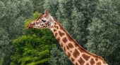 Cercasi guardiano di giraffe: uno dei pi&ugrave; grandi zoo assume (stipendio circa 30mila euro). Come candidarsi