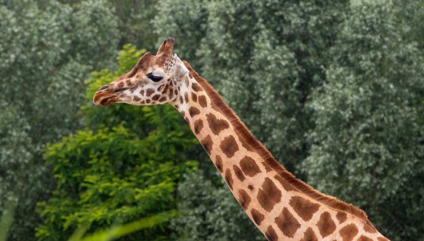 Cercasi guardiano di giraffe: uno dei pi&ugrave; grandi zoo assume (stipendio circa 30mila euro). Come candidarsi