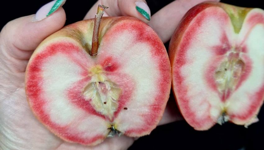 Tutti parlano delle mele Kisabel, sanno davvero di fragola? La risposta sorprende