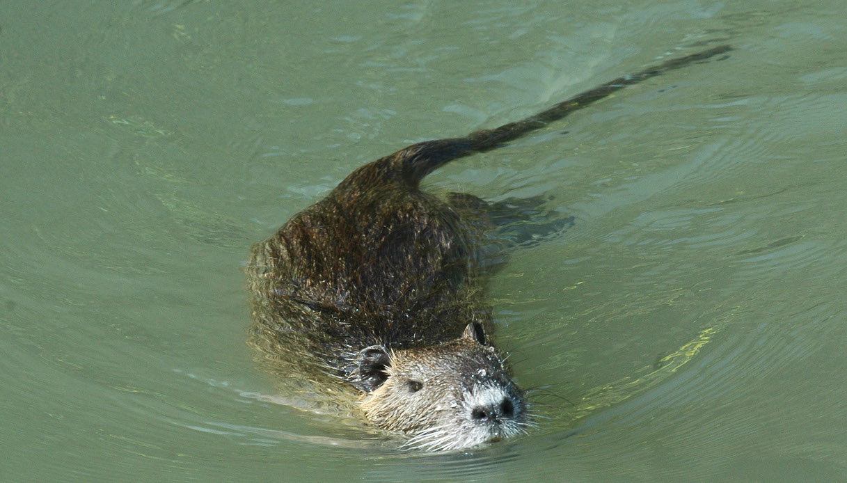 Pasta al rag&ugrave; di nutria, ecco chi &egrave; lo chef che la cucina da anni: dove si pu&ograve; mangiare