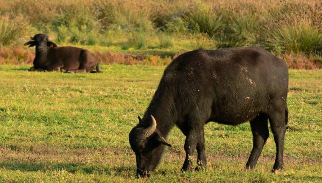 Fanno ascoltare le canzoni di Sanremo alle bufale nelle stalle: il curioso effetto che stanno osservando