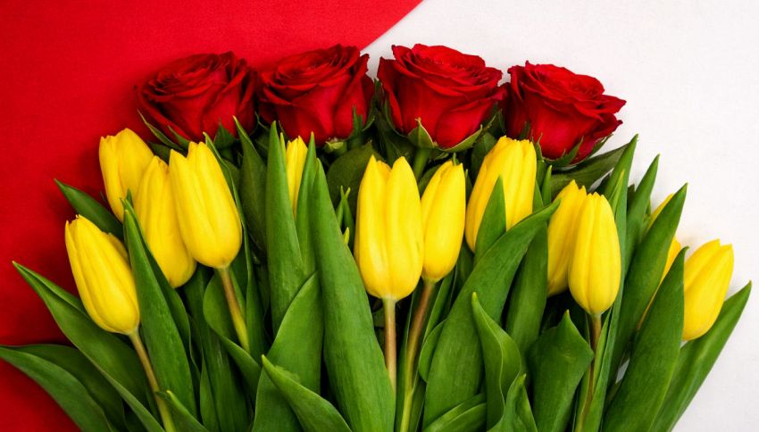 Perch&eacute; quest'anno bisogna regalare tulipani invece di rose per San Valentino (il motivo non &egrave; romantico)