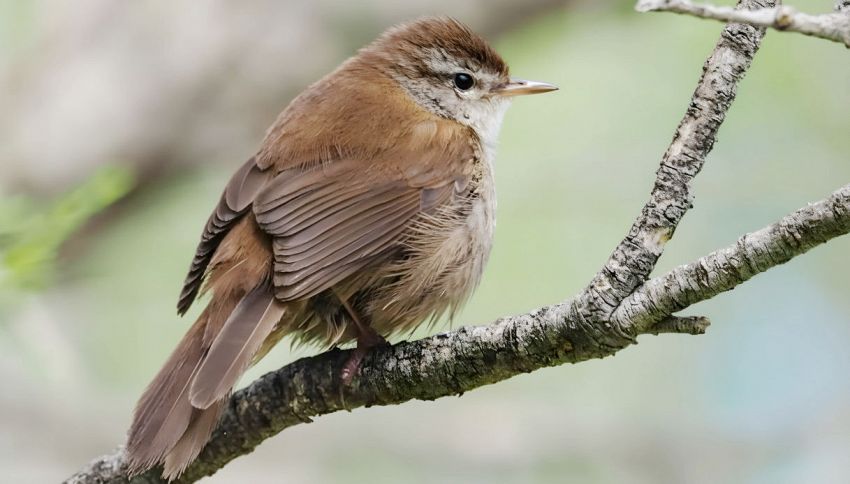 L'"uccello megafono" esiste davvero: &egrave; piccolissimo ma il suo canto si sente ovunque. Dove vederlo in Italia