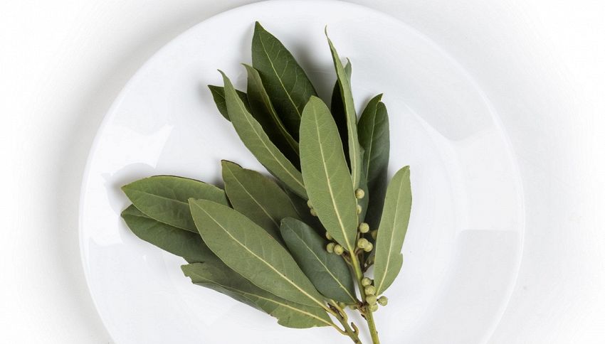 &Egrave; tra le piante pi&ugrave; velenose, non ti fare ingannare dal suo profumo (non &egrave; alloro). Come riconoscerla