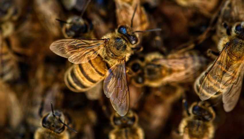 Con il caldo arrivano le api "avvoltoio" carnivore: cosa c'&egrave; da sapere (senza panico)