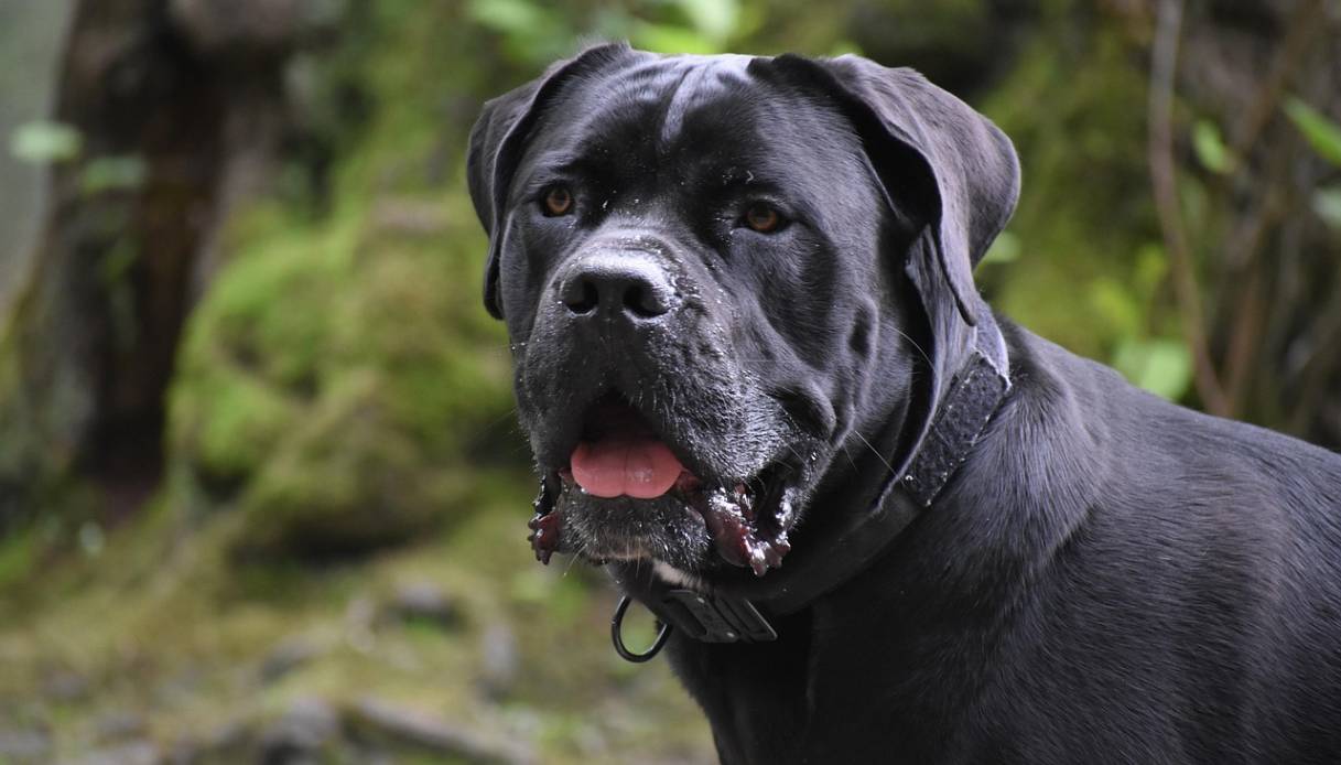 Allarme processionaria, perch&eacute; &egrave; cos&igrave; pericolosa per i cani (e come evitarla)