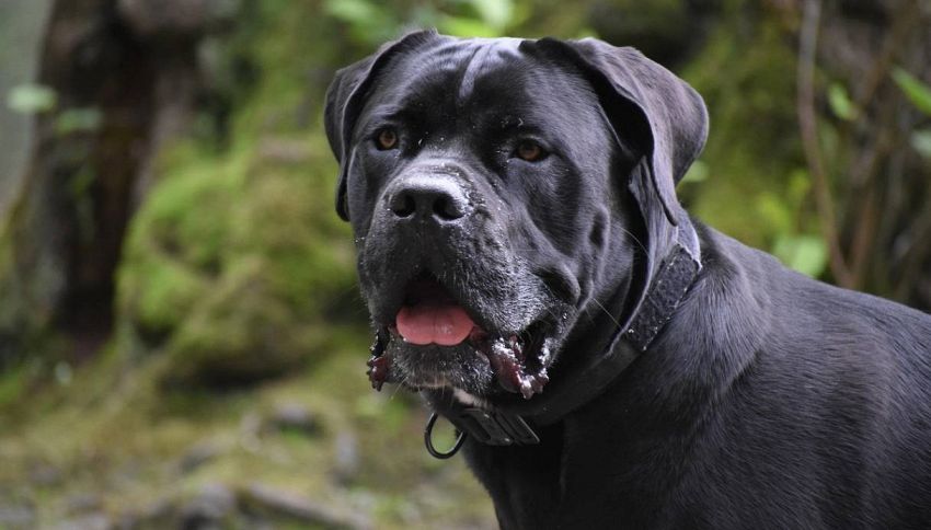 Allarme processionaria, perch&eacute; &egrave; cos&igrave; pericolosa per i cani (e come evitarla)