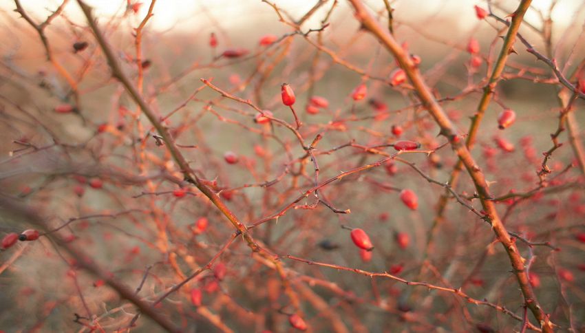 "Grattaculi", il nome curioso delle bacche di rosa canina: cosa succede se le mangi nel modo sbagliato