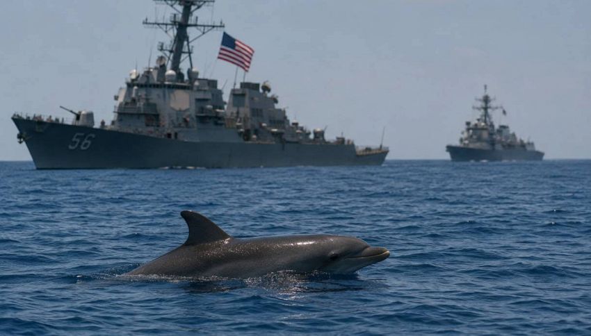 L'Iran user&agrave; davvero i delfini i guerra? La verit&agrave; dietro la notizia che sta facendo discutere