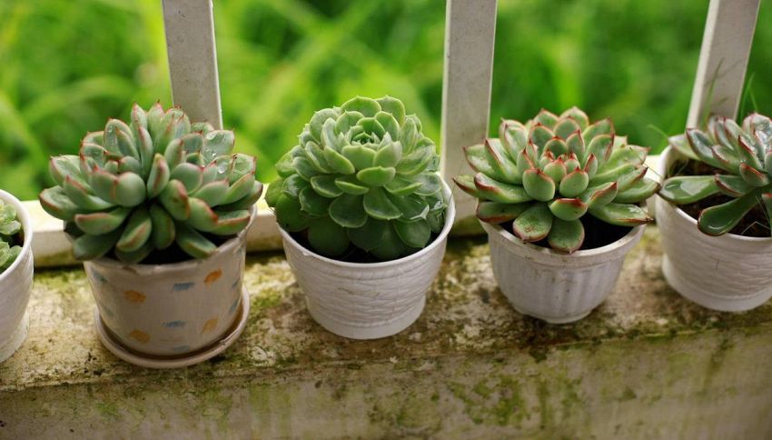 Perch&eacute; non dovresti uccidere i ragnetti rossi che trovi sul tuo balcone