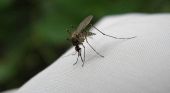 Zanzare addio con rimedi naturali: la catambra &egrave; la strategia green che le far&agrave; allontanare da giardini e balconi