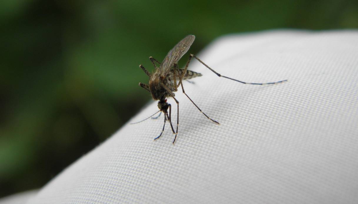 Zanzare addio con rimedi naturali: la catambra &egrave; la strategia green che le far&agrave; allontanare da giardini e balconi