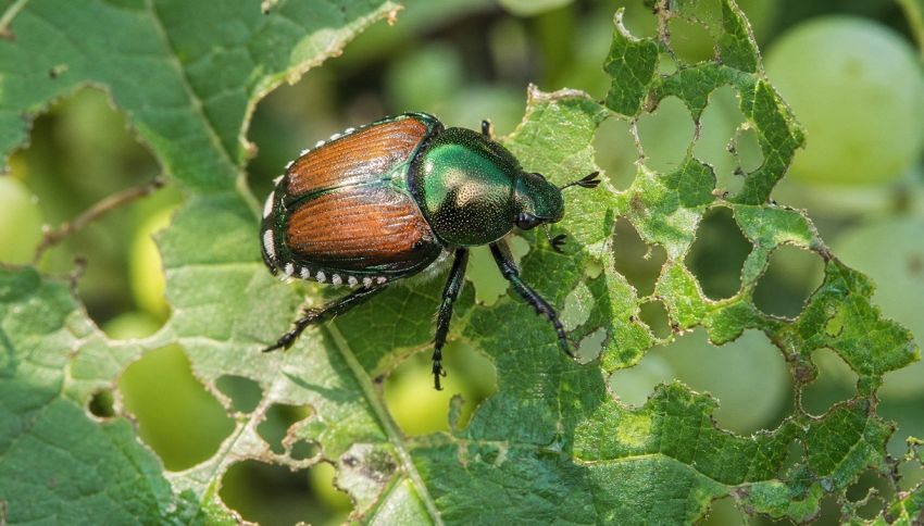 Coleottero giapponese, l'insetto alieno che mette a rischio giardini e coltivazioni
