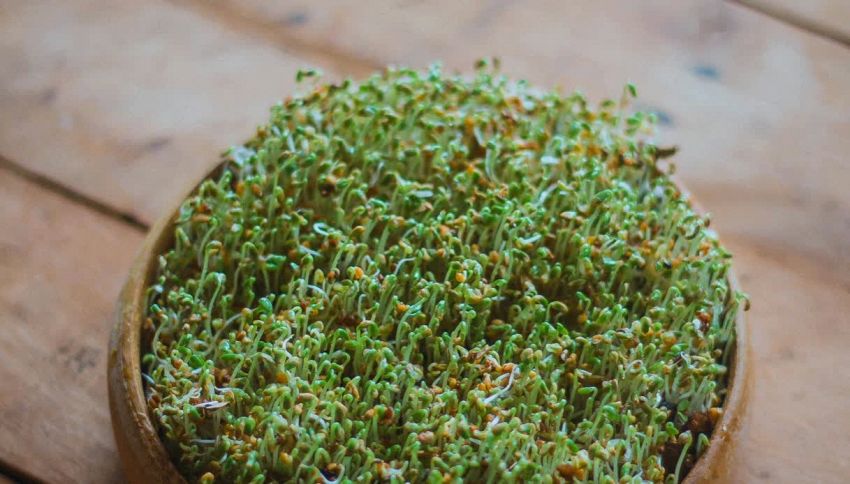 La verdura pi&ugrave; salutare al mondo, nominata dagli scienziati, si trova in ogni supermercato