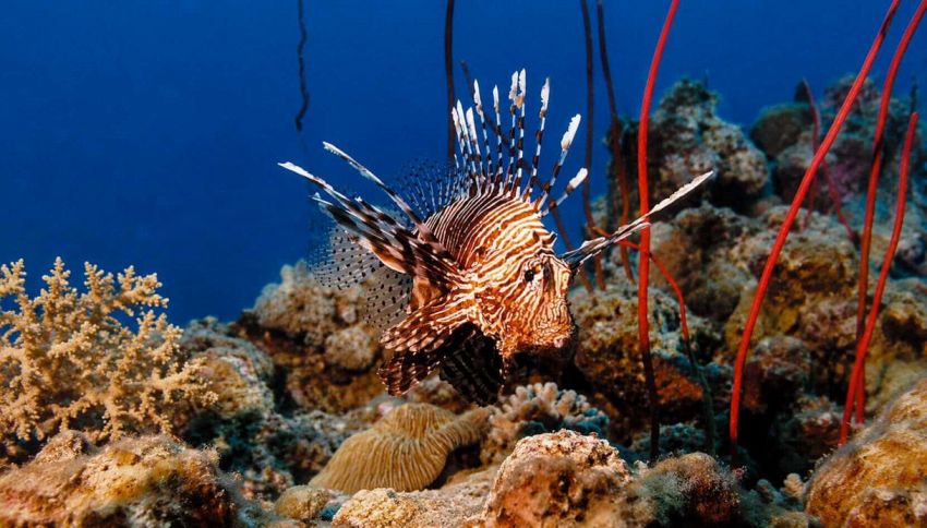 Allarme nei mari italiani, il pesce scorpione velenoso pericoloso: provoca punture estremamente dolorose