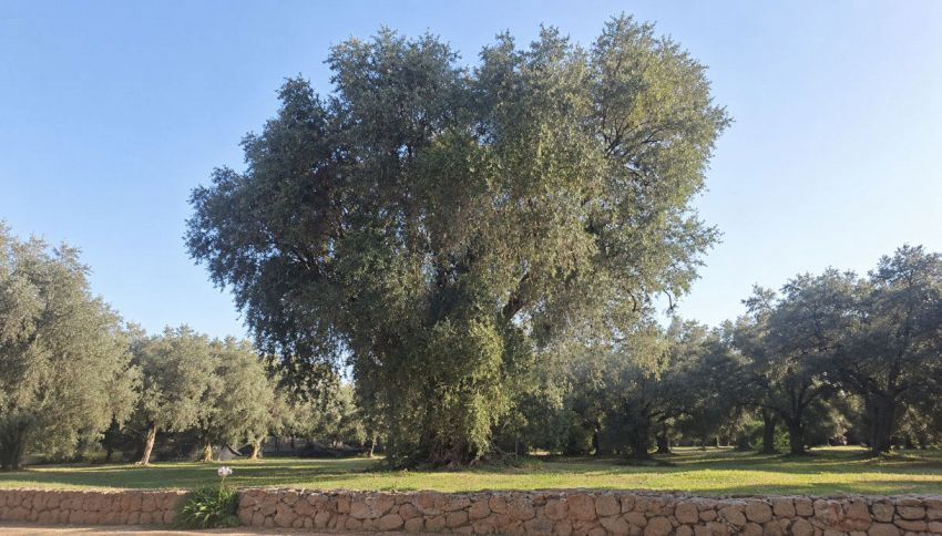 Questo &egrave; l'albero di 600 anni unico in Italia: non ce ne sono altri come lui. Dove puoi ammirarlo