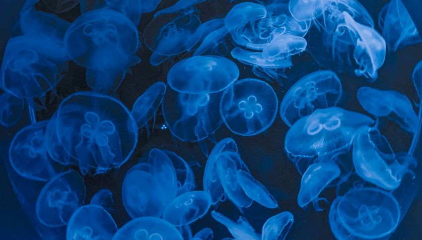 Le punture pi&ugrave; dolorose del mare non sono solo quelle delle meduse: cosa devi sapere se vieni punto in mare