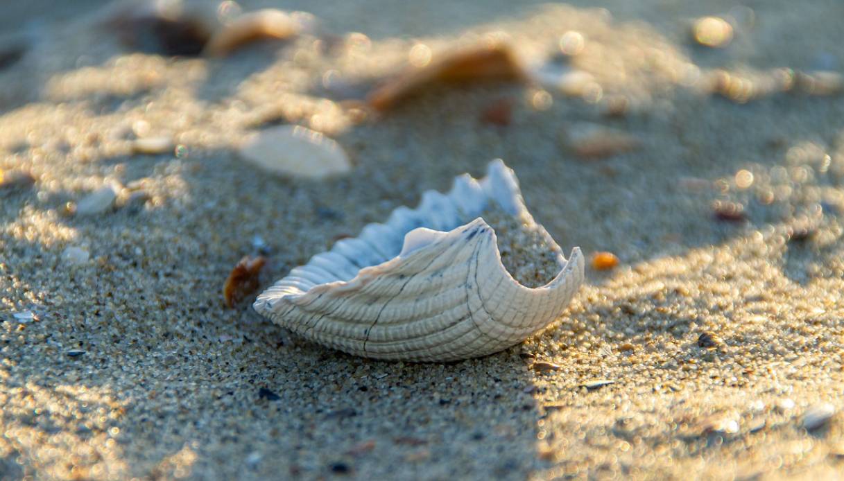 Quelle strane masse bianche sulla spiaggia non sono spugne: la sorprendente scoperta dell'esperto