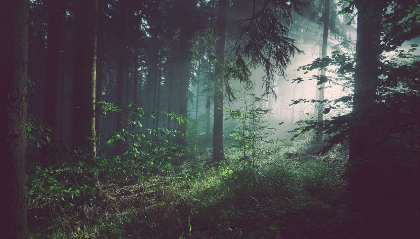 La Terra verso la sesta estinzione di massa: gli scienziati hanno calcolato quando sar&agrave; il momento peggiore