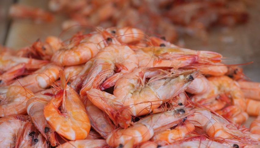 Prima di mangiare gamberetti dovresti sapere questo: l'atroce pratica negli allevamenti per avere pi&ugrave; uova