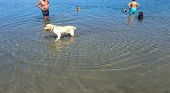 Lazio, il lago dalle acque cristalline dove cani e padroni hanno il loro angolo di paradiso