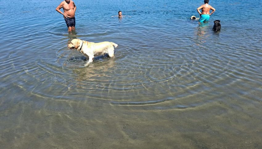 Lazio, il lago dalle acque cristalline dove cani e padroni hanno il loro angolo di paradiso