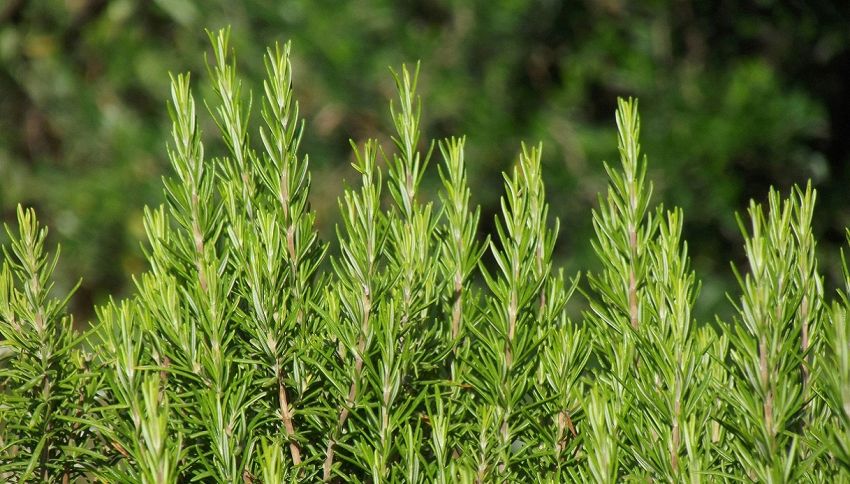 Dovresti sempre avere una pianta di rosmarino vicino alla porta di casa: ecco da cosa ti protegge secondo la tradizione