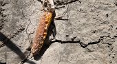 El Ni&ntilde;o, l'allarme dell'Onu: il fenomeno durer&agrave; fino a febbraio e lascer&agrave; il segno nel 2027
