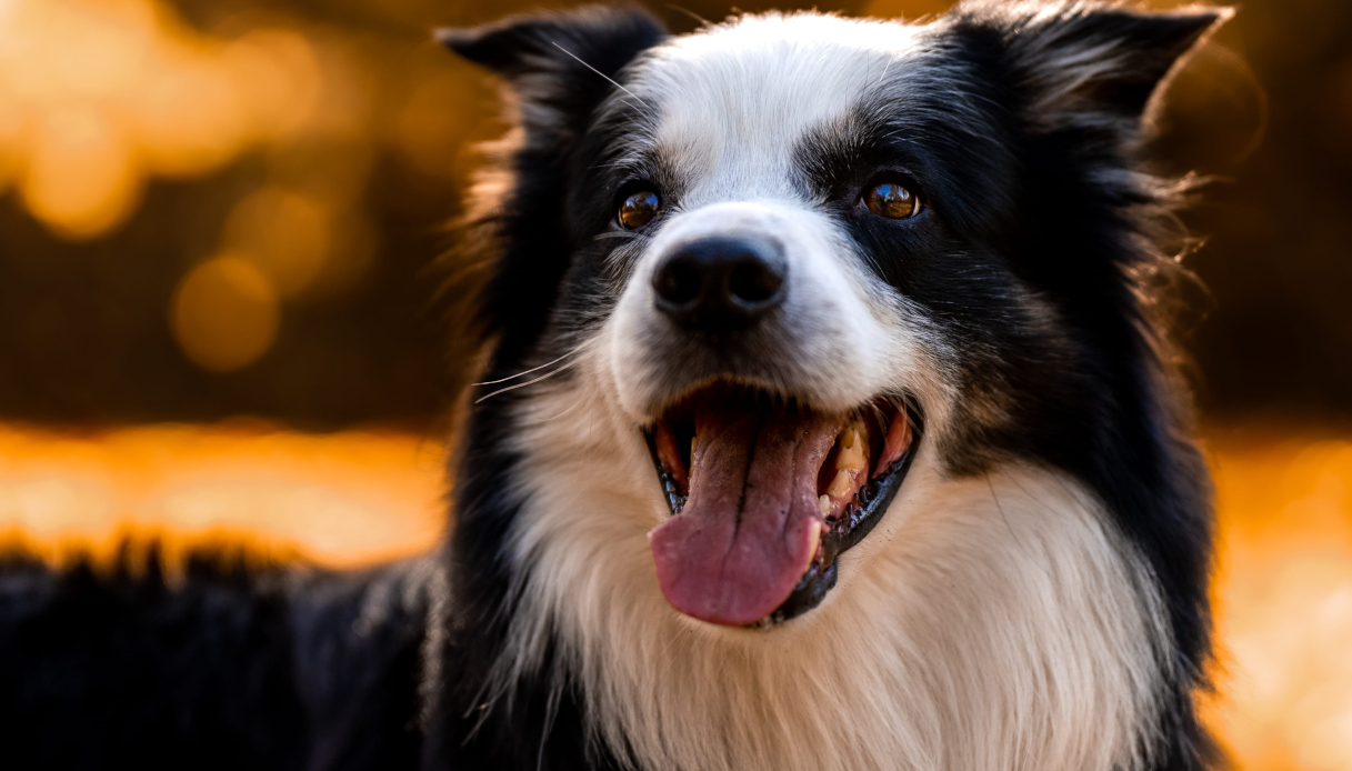 E' il cane pi&ugrave; costoso al mondo, perch&eacute; questa razza canina pu&ograve; costare quanto una macchina